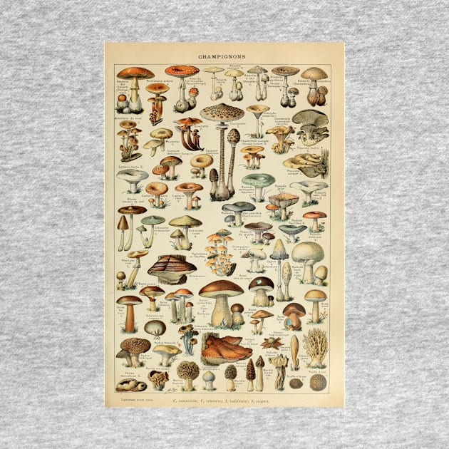 Adolphe Millot Fruits Champignons Chart Illustration - Mushrooms by CONCEPTDVS